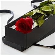 Single Red Rose Gift Box
