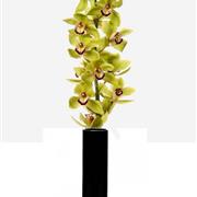 Cymbidium Orchid Vase Green 