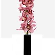 Cymbidium Orchid Vase Pink 