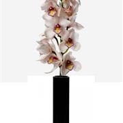 Cymbidium Orchid Vase White Pink 