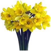 British Daffodils 