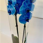 Blue Orchid Plant 
