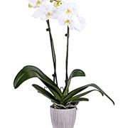 Double White  Orchid plant 