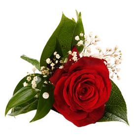 fwthumbweddings-red-and-white-roses-buttonhole-red-lg.jpg