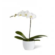 White Orchid Plant