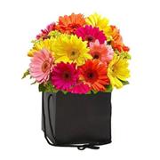 Mixed Gerbera Hand-tied 