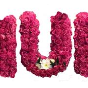 MUM Pink Roses