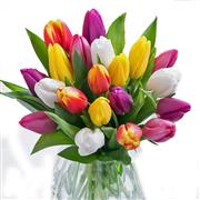 Vibrant Tulips 
