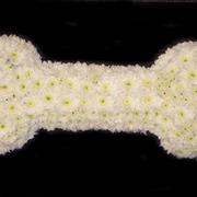 Dogs Bone 