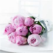 Simply Pink Peonies 