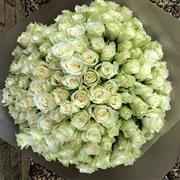 100 Dramatic White Roses 
