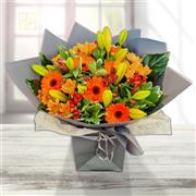 Orange Vibrant Selection Plus 