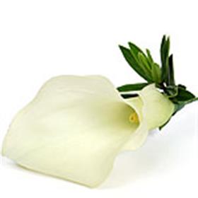 fwthumbFLOWER~1.jpg