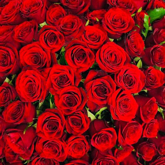 Dramatic 100 Red Roses