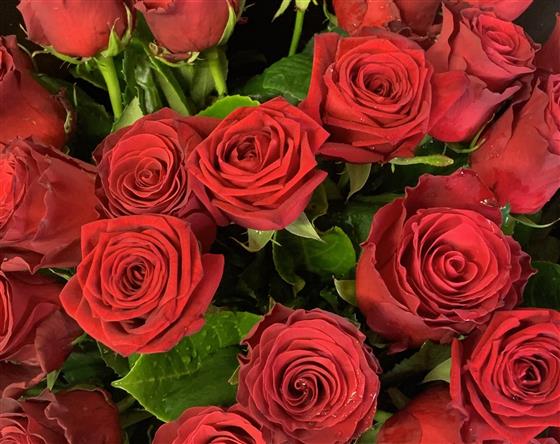 Dramatic 30 Luxury Red Roses